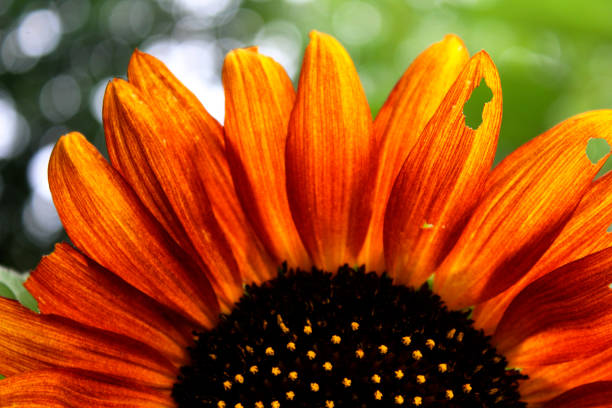 Flower Series : Background of gerbera petals. Close-up of orange gerbera on blurred floral background. Macro photo of a Vibrant Orange Gerbera Daisy.