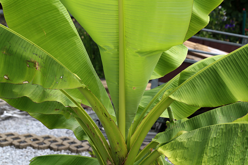 Tropical banana palm leaf, large foliage in rainforest .