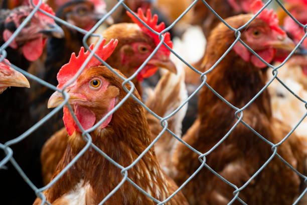 istock organic chicken farm in the cage 1256631434