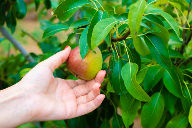 istock Organic fruit and vegetables. Woman hands with freshly harvested apples 1256631438