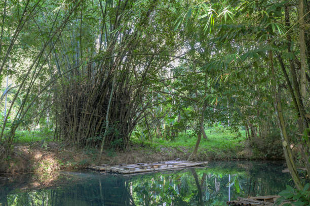 belo canal com água clara e folhas verdes de árvores no fundo da floresta tropical. jangadas de bambu flutuam na água preparadas e prontas para passeio popular de dia turístico no famoso canal, rio. sudeste da tailândia. bambu reft feito de moradores  - rafting thailand river inflatable raft - fotografias e filmes do acervo