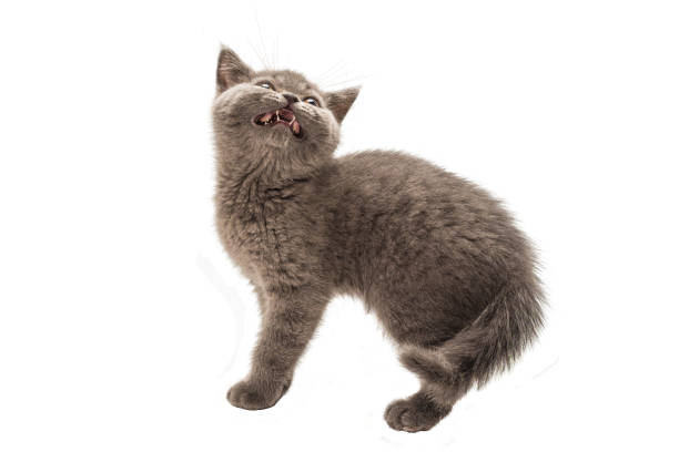 istock British shorthair kitten looking up isolated on white 1256634392
