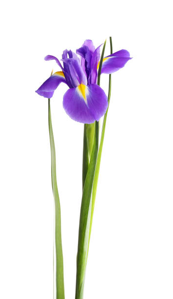 istock beautiful dark purple iris flower isolated on white background 1256635161