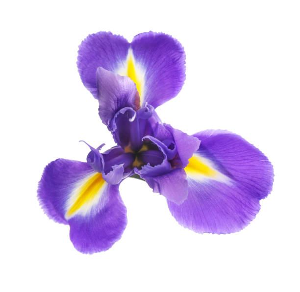 istock beautiful dark purple iris flower isolated on white background 1256635172