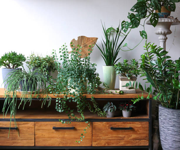 istock Different indoor plants in living room with decorations on the table Stylish composition of home garden green industrial interior. Urban jungle interior with houseplants. green concept for magazine. 1256635995