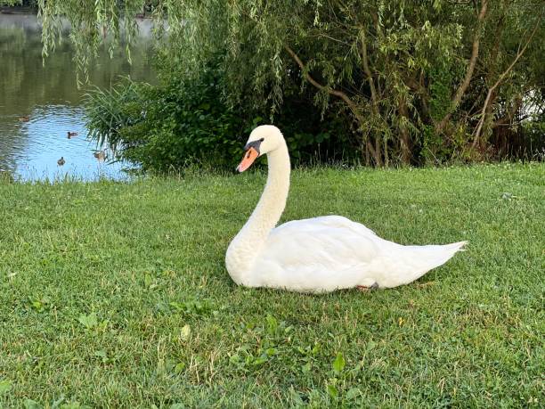 istock white Swan sitting on grass close to lake 1256638515