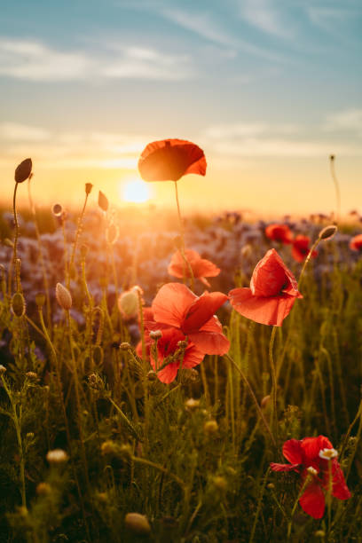 pola maku i rolnictwa w zachodzie słońca w pięknych kwiatów österlen w rozkwicie - flower red poppy sky zdjęcia i obrazy z banku zdjęć