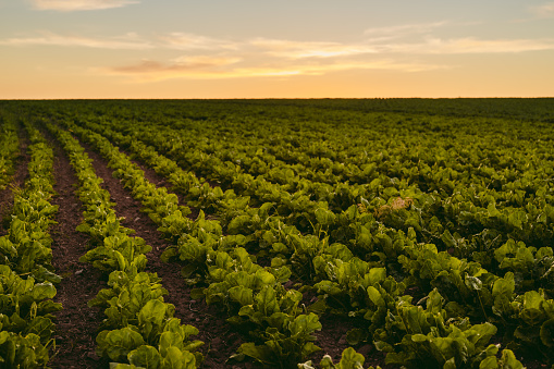 Sugar beet beta vulgaris field in summer agriculture landscape in sunset