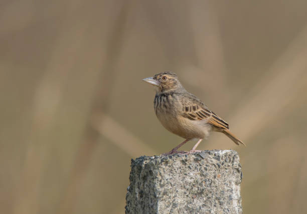 istock A wild bird on the pillar at morning light . 1256638910