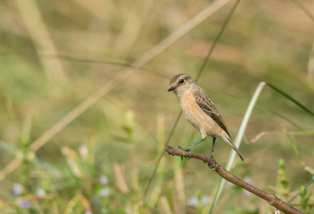 istock A wild bird on the grassland at morning . 1256638911