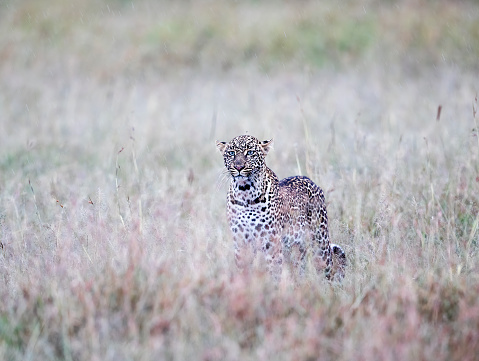 A leopard standing in long grass. Taken in Kenya