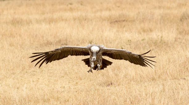 istock Vulture Stock Photo 1256640250