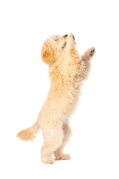 Golden Doodle dog Golden Doodle dog in front of a white background begging animal behaviour stock pictures, royalty-free photos & images