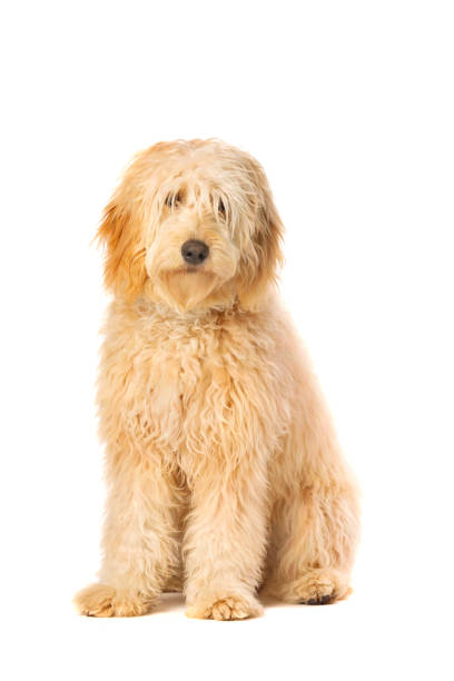 Golden Doodle dog Golden Doodle dog in front of a white background goldendoodle stock pictures, royalty-free photos & images
