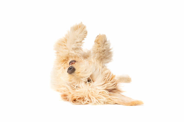 istock Golden Doodle dog 1256640387