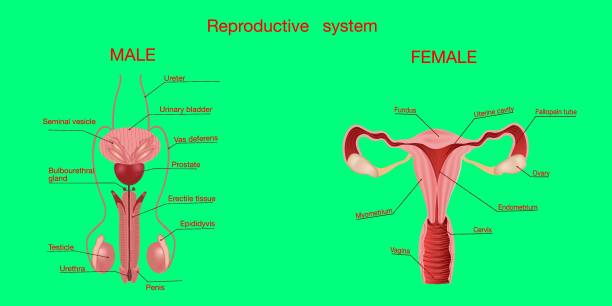 Vector realistic medical illustration of healthy female and male reproductive system Realistic set of male and female human reproductive system . Anterior views. Vector realistic medical illustration of healthy female and male reproductive system with the uterus and the ovaries isolated on background, frontal view in a cut male reproductive system diagram stock illustrations