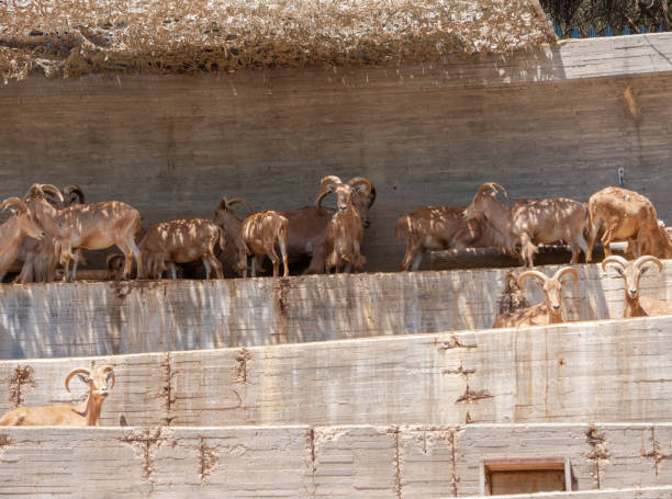 istock Different shots of mountain goat in captivity 1256642768