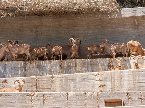 Different shots of animals in captivity