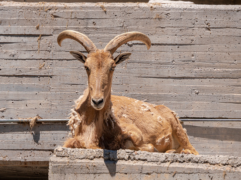 Different shots of animals in captivity