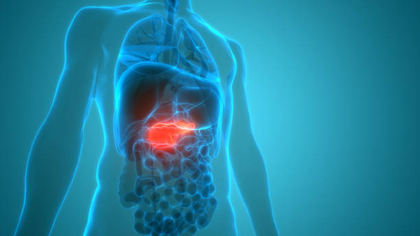 Pancreatic Duct Stock Photos, Pictures & Royalty-Free Images - iStock