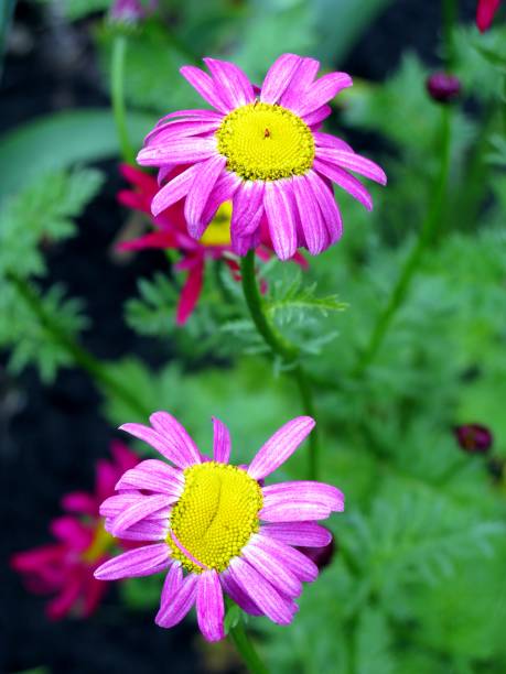 istock Funny pink painted dasies or pyrethrum flowers (Tanacetum coccineum) 1256645098