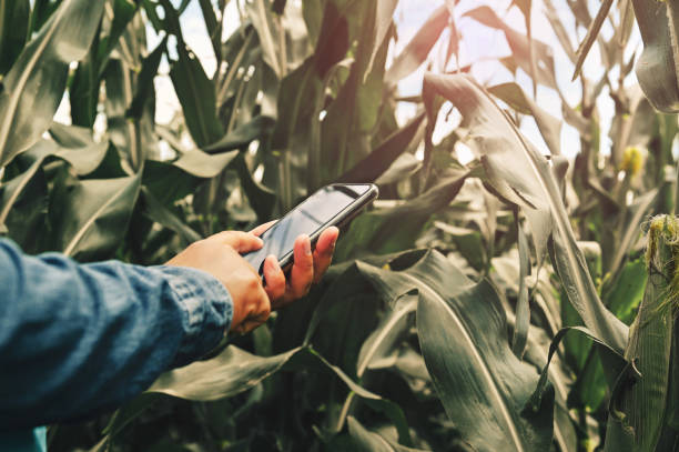 istock farmer using mobile technology analysis for planting corn in farm. agriculture concept 1256645946