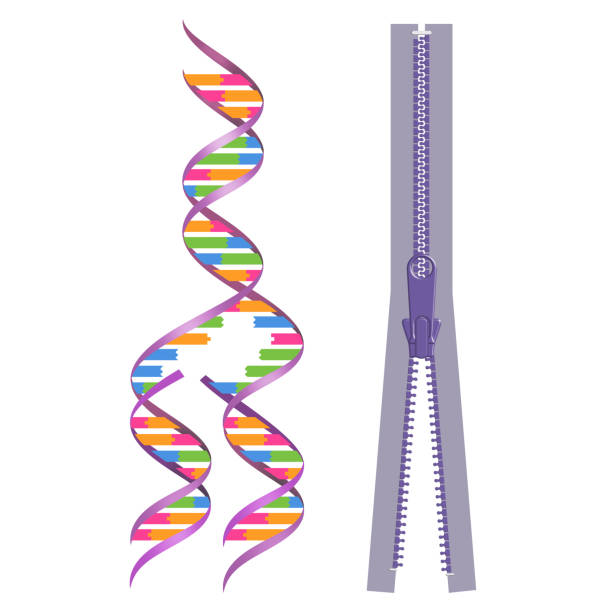 Mechanism of DNA replication Mechanism of DNA replication. Replication model with zipper chromosome illustrations stock illustrations