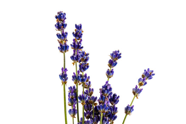 istock Lavender flowers isolated on white background. Close up. Space for text 1256647536