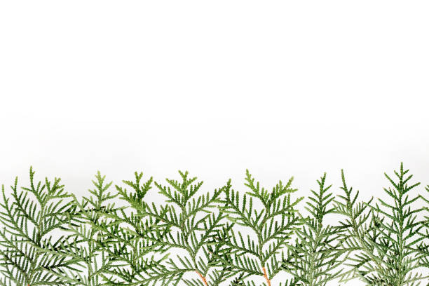 istock Green branches of cypress on a white background 1256649486
