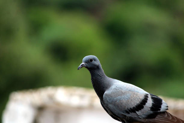 pigeon sitting on a stone