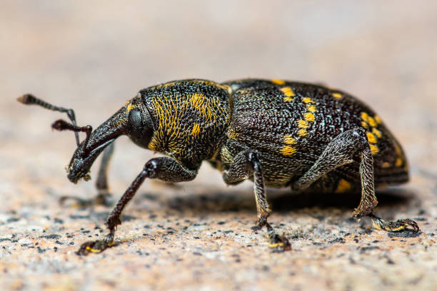 Hylobius Abietis Large Pine Weevil Beetle Pest Parasite Macro Hylobius Abietis Large Pine Weevil Beetle Pest Parasite Macro pine weevil hylobius abietis stock pictures, royalty-free photos & images