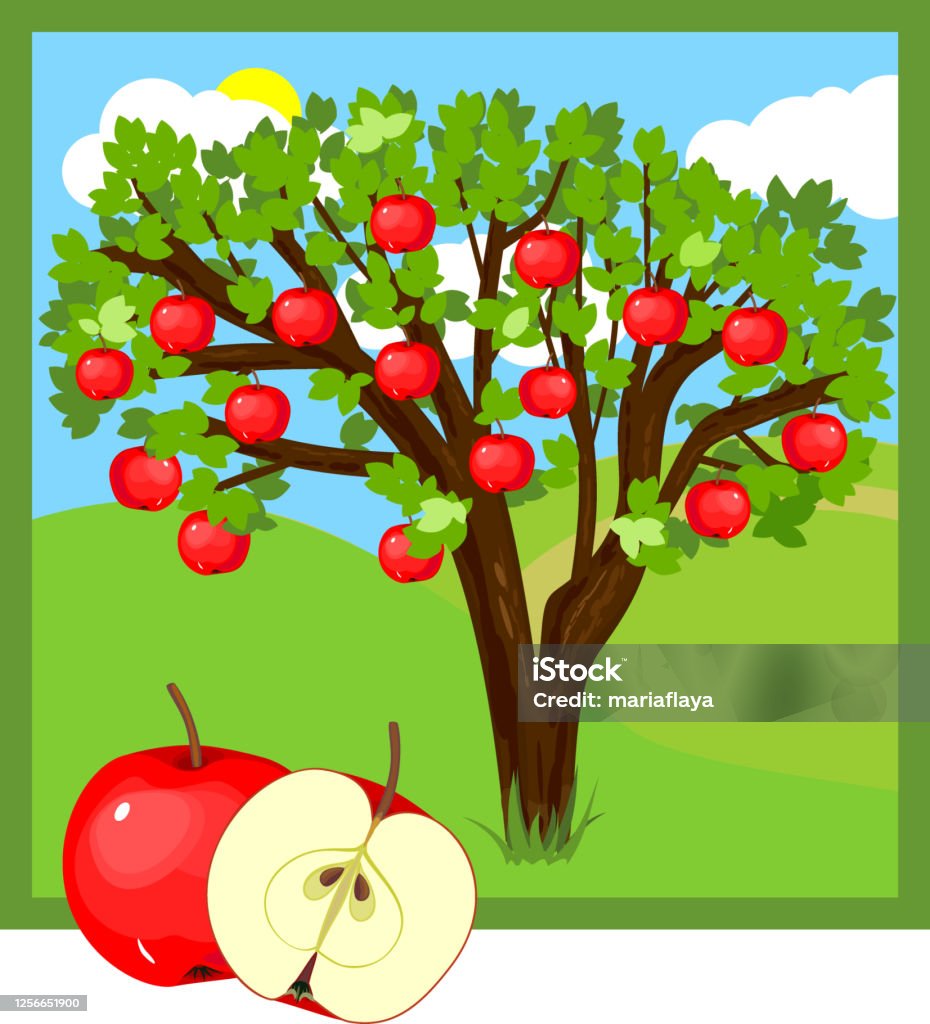 Cây Táo Hoạt Hình Với Quả Đỏ Chín Và Lá Xanh Hình minh họa Sẵn có ...