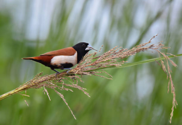 istock A wild bird eating seed from tree branch at sunlight . 1256652688