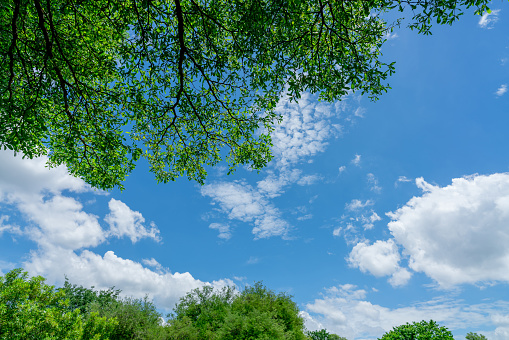 Tree branches with green leaves against blue sky and white fluffy clouds on sunny day. Looking up view under the tree in tropical forest. Clean environment with fresh air. Beauty in nature.