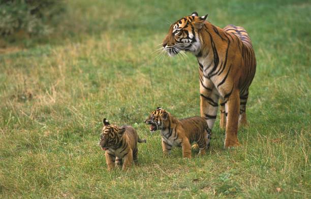 sumatran tiger, panthera tigris sumatrae, mor med cub - sumatratiger bildbanksfoton och bilder