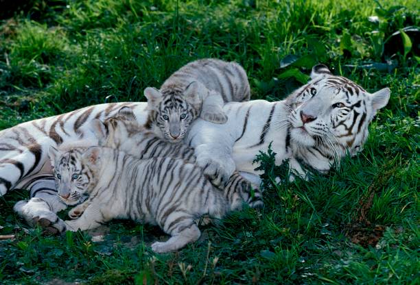 istock White Tiger, panthera tigris, Mother and Cub 1256653067