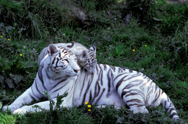 istock White Tiger, panthera tigris, Mother and Cub 1256653093
