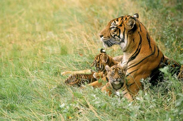 istock Sumatran Tiger, panthera tigris sumatrae, Mother with Cub 1256653098