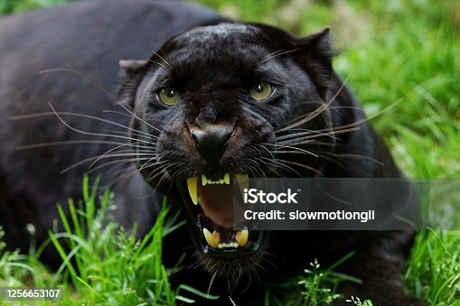 101 Growling Black Panther Stock Photos, Pictures & Royalty-Free Images -  iStock