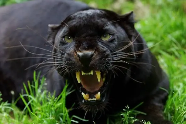 Photo of Black Panther, panthera pardus, Adult Snarling, in Defensive Posture