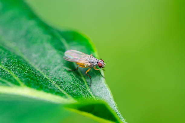 istock Exotic Drosophila Fly Diptera Parasite Insect on Green Leaf Macro 1256653319
