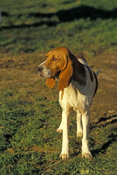 Artois Hound Dog