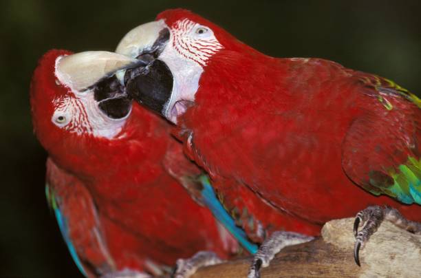 Red-and-Green Macaw, ara chloroptera, Pair Courting Red-and-Green Macaw, ara chloroptera, Pair Courting green winged macaw ara chloroptera stock pictures, royalty-free photos & images