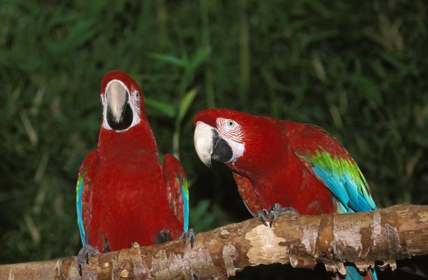 Red-and-Green Macaw, ara chloroptera, Pair Red-and-Green Macaw, ara chloroptera, Pair green winged macaw ara chloroptera stock pictures, royalty-free photos & images