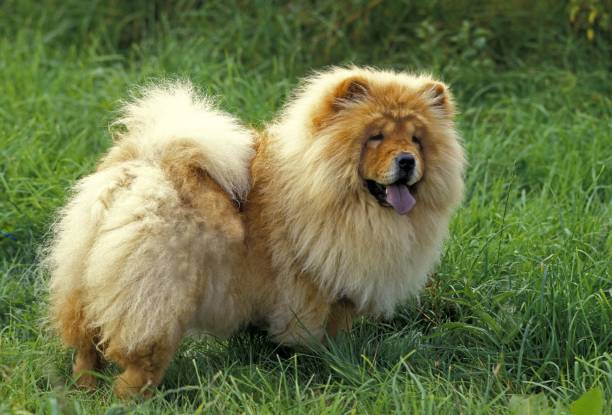 istock Chow Chow Dog standing on Grass 1256653597