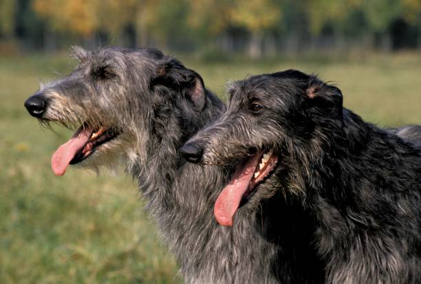 scottish deerhound, portrait of adult dog with tongue out - sight hound imagens e fotografias de stock