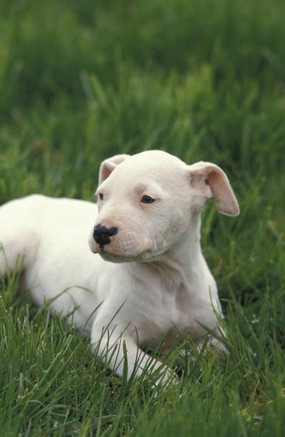 istock Argentinian Mastiff Dog (Old Standard Breed with Cut Ears), Pup 1256653642
