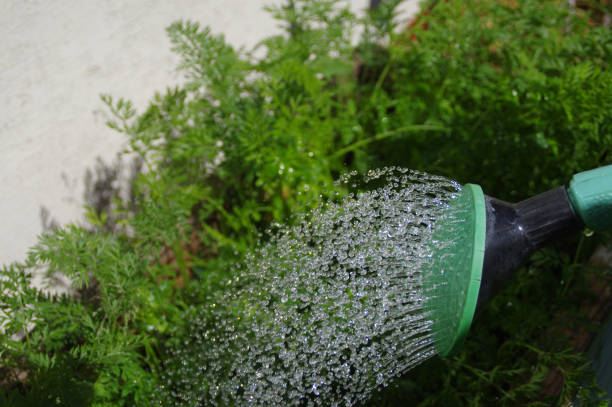 istock A stream of water from a watering can in the home garden 1256653708