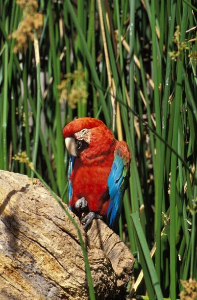 Red-and-Green Macaw, ara chloroptera Red-and-Green Macaw, ara chloroptera green winged macaw ara chloroptera stock pictures, royalty-free photos & images