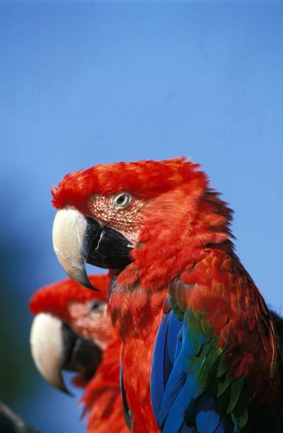 Red-and-Green Macaw, ara chloroptera, Pair Red-and-Green Macaw, ara chloroptera, Pair green winged macaw ara chloroptera stock pictures, royalty-free photos & images
